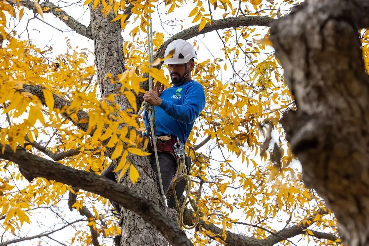 Skilled Tree Trimming crew working in Platte City